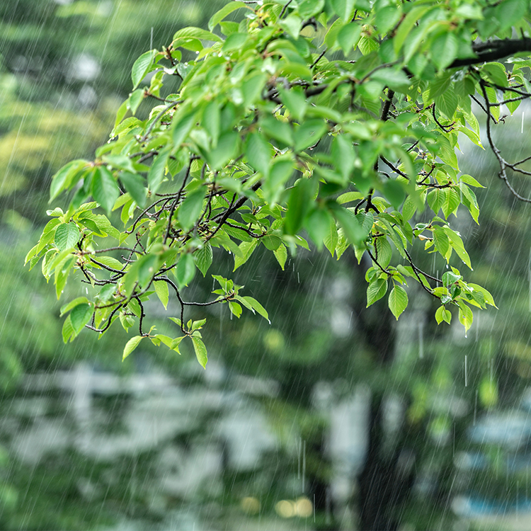 梅雨~夏の頭皮のベタつきは、トラブルやにおいの温床になっています!